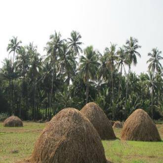 Farm Stay In Sawantwadi, Sawantwadi 3